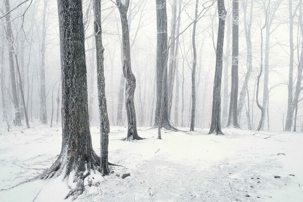 Foresta invernale. Alberi nella neve