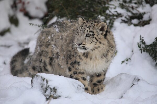 A wild cat is sitting in the snow leopard