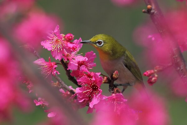 Colibri sur une branche recueille le nectar de la fleur