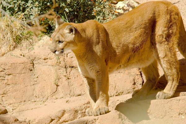 Puma in seiner ganzen Pracht einer wilden Katze