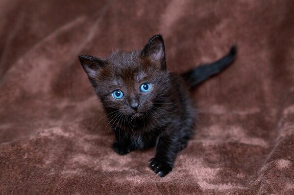 Blue-eyed kitten of black color