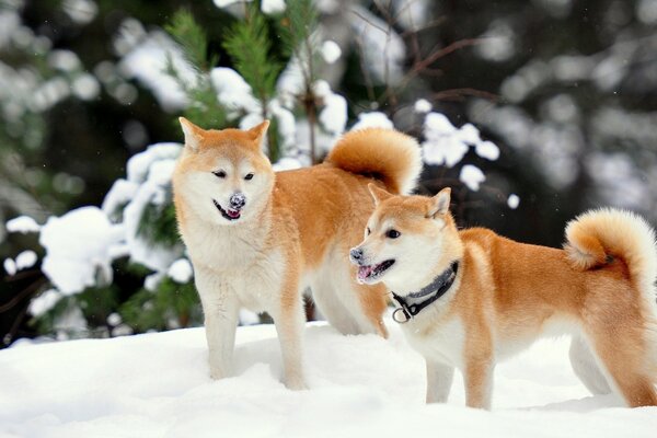 Süße akita-inu-Hunde im Schnee