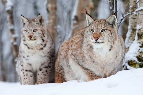 Lynx pregnant in the taiga forest