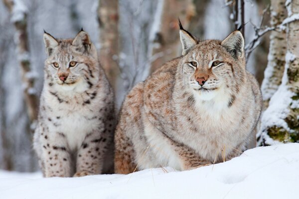 Lince embarazada en el bosque de Taiga