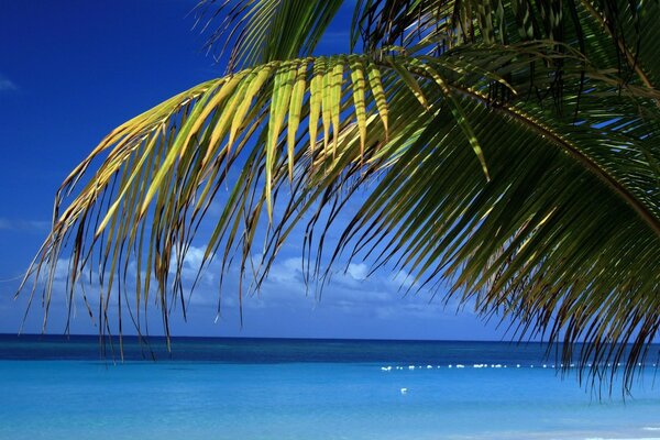 Palm tree branch on the background of the beach and the sea