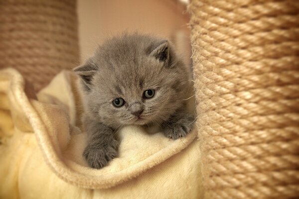 Grey kitten with exposed paws