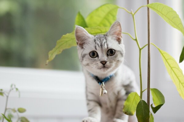 Gato británico de pelo corto con una flor