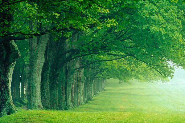 Été. Fraîcheur. Derovy dans le brouillard