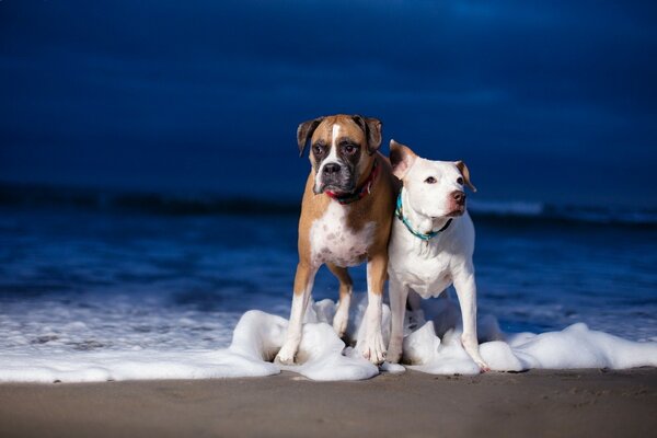 Due cani sullo sfondo del mare