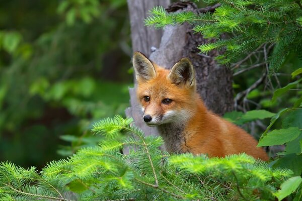 A red fox looks out of the bushes