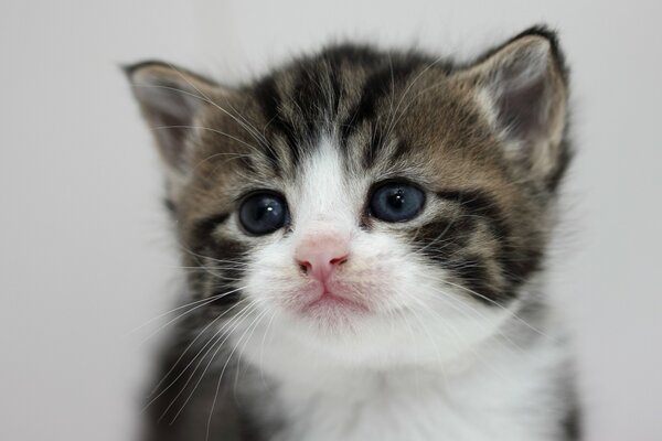 Gatito lindo bebé retrato