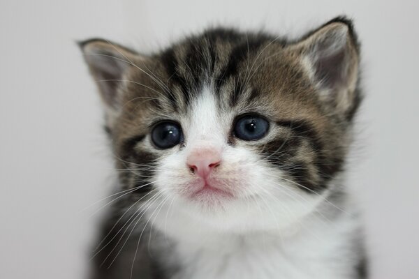 Portrait de bébé mignon chaton