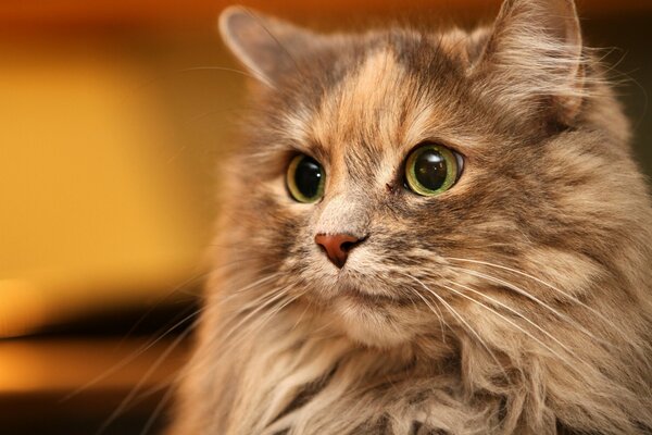 El gato con ojos grandes