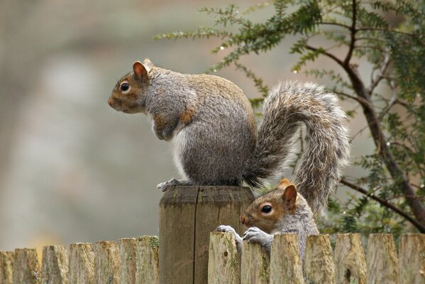 Two squirrels are sitting on the fence