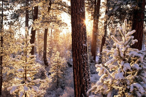 В зимнем лесу солнечные лучи