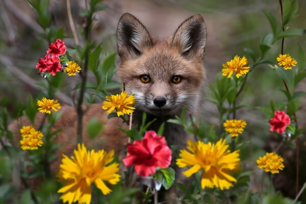 Fox in the wild on a background of flowers