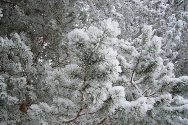 Arbres de Noël recouverts de givre. Forêt d hiver