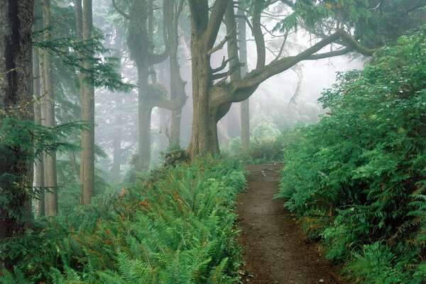 Sentier à travers le brouillard et la fougère