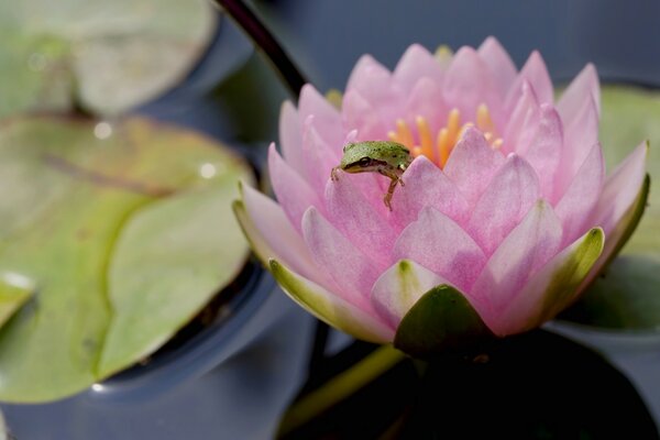 Grenouille assise sur un nénuphar rose