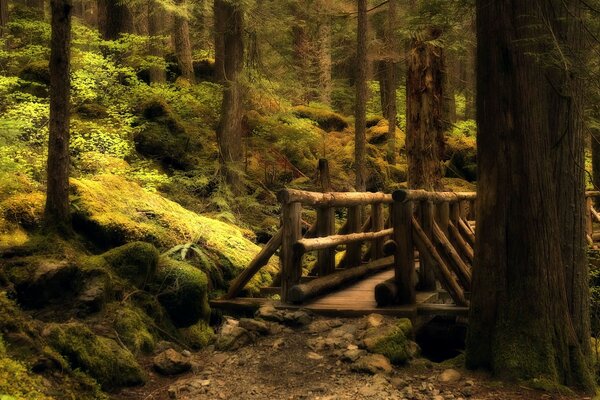 Wooden bridge over a ravine in the forest