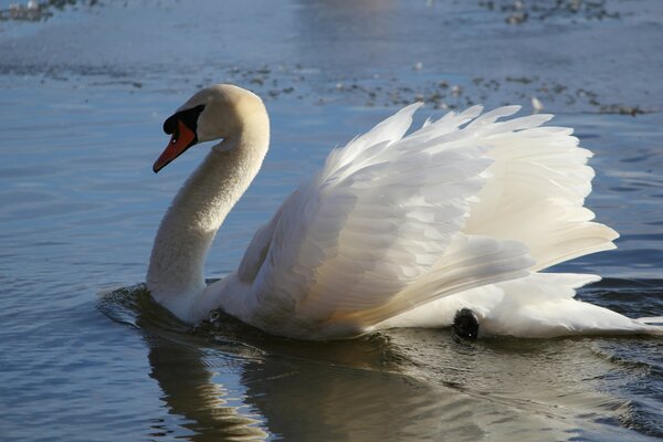 Ein entlaufener Schwan, der im See schwimmt