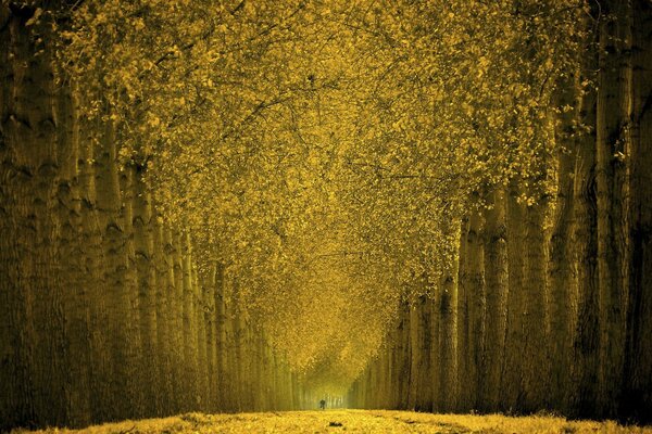 Callejón de otoño dorado en el bosque