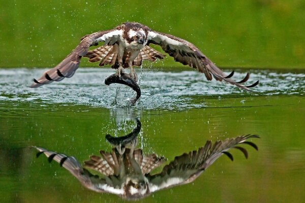 An eagle on the hunt flies over the water catching fish