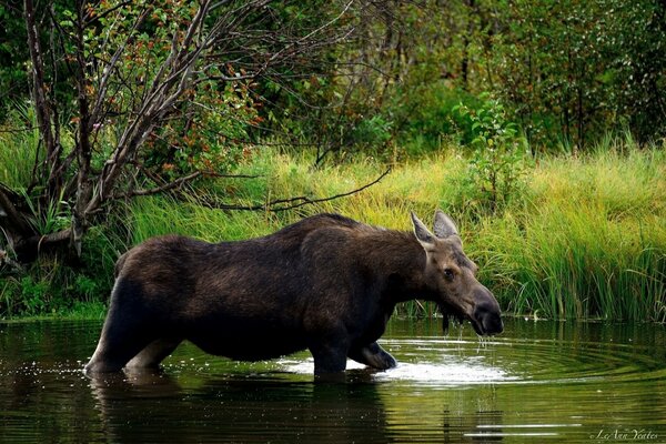 Moose in the river near the forest