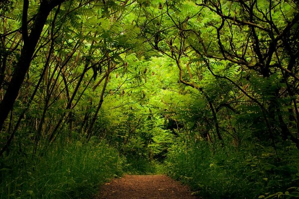 Straße im Wald. Vielfalt an Bäumen und Sträuchern