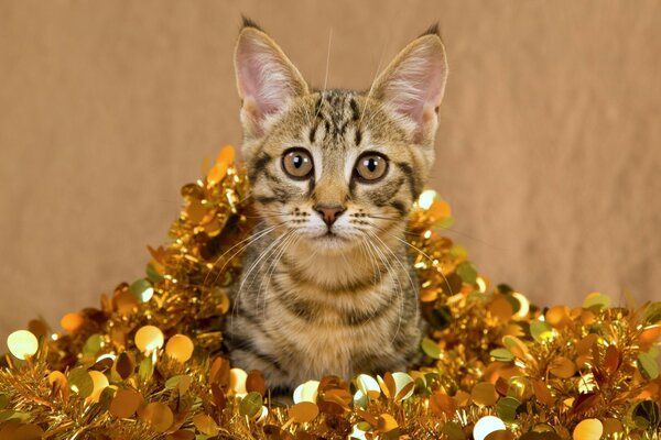 A striped cat in golden tinsel is sitting