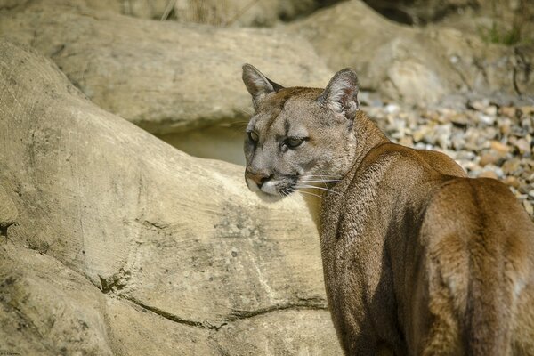 Mountain lion on the background of rocks