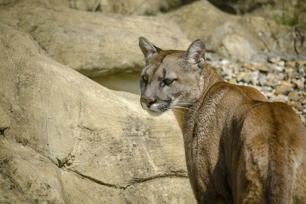 Puma sur fond de rochers