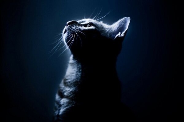Moonlight, striped cat in the night
