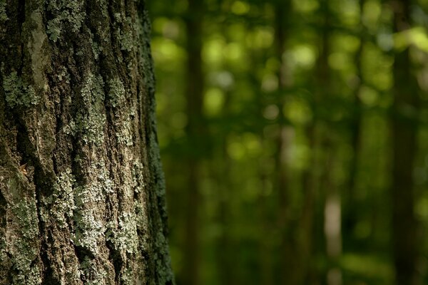 Corteza de árbol en el bosque en verano