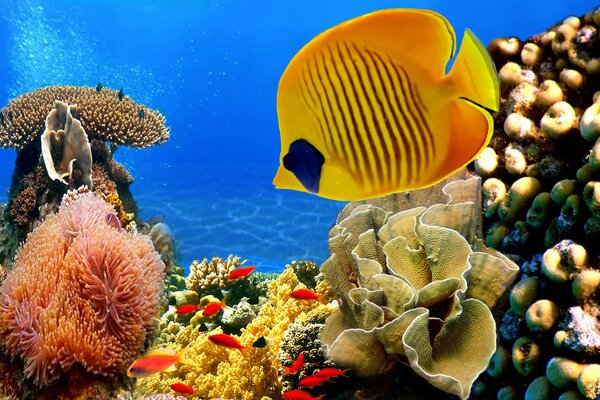 Tropical fish and corals in clear water