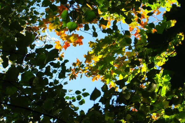 Autumn leaves on branches in the sky