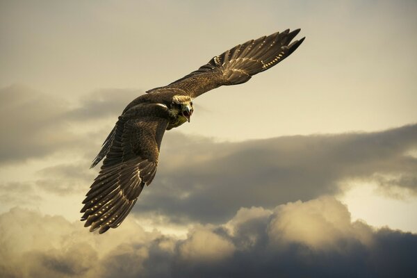 Der Vogel schwebt im Himmel und sucht nach seiner Beute