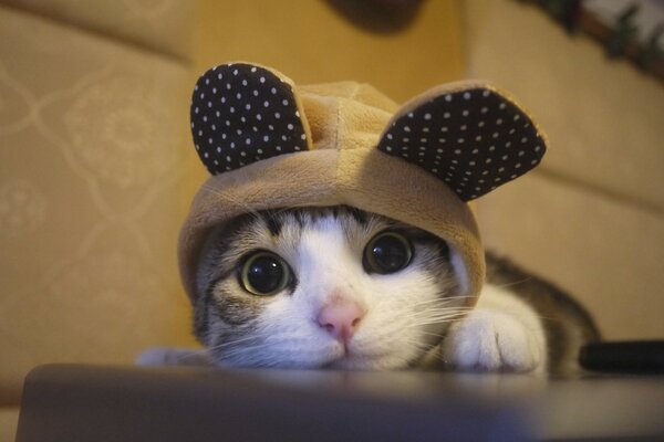 A mimic cat in a hat