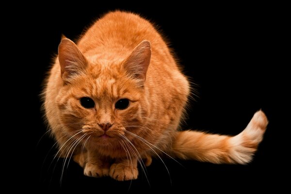 Ginger cat on a black background