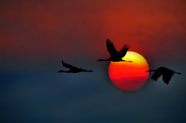 Kanadische Kraniche fliegen bei Sonnenuntergang