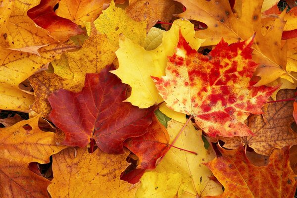 Hojas amarillas y anaranjadas de otoño