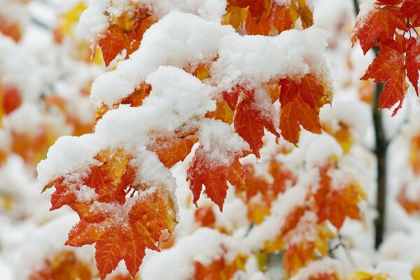 Schneebedeckte gelbe Ahornblätter