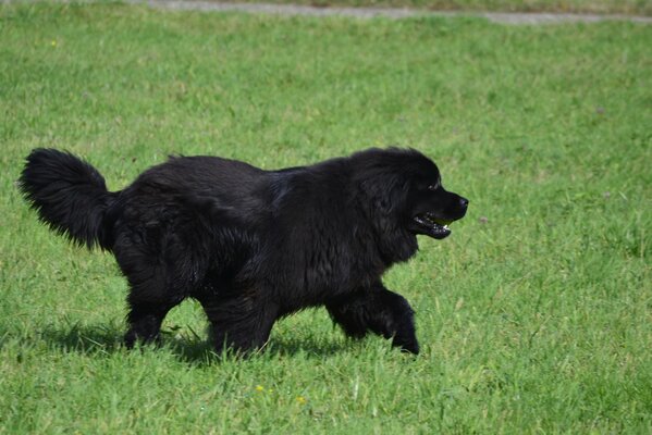 Perro de Terranova corriendo por el césped