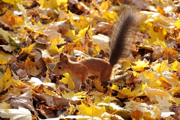Squirrel with a fluffy tail in autumn foliage