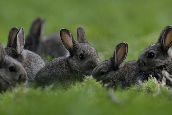 Les tout-petits sur les lapins de marche