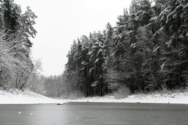 Pineta invernale vicino allo stagno