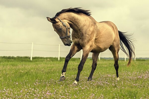 A horse jumps on a green field