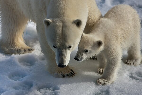 A bear and a bear cub are white in the snow