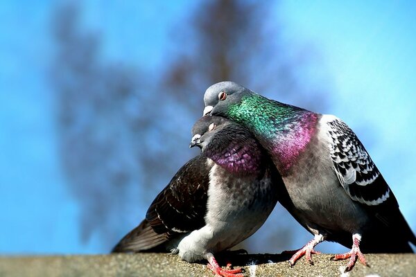 Two doves basking in the sun