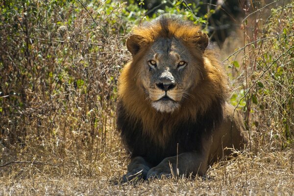 Le roi des bêtes regarde au loin